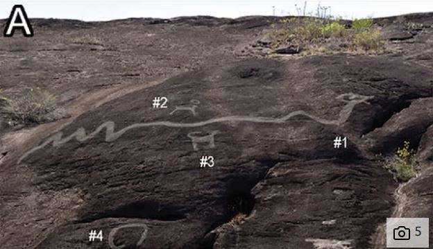 باستان شناسان در حال کاوش در دره اورینوکو تاکنون هفت مار بزرگ حکاکی شده را شناسایی کرده اند که طول آنها بین 16 تا 43 متر است. طول نمونه در این عکس 26 متر است